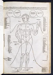 La Anatomía Masculina, de Fasciculus Medicinae por Johannes de Ketham, siglo XV-XVI