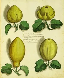 Variedades de calabaza de herencia por Ulisse Aldrovandi