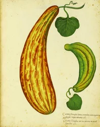 Pepino armenio amarillo por Ulisse Aldrovandi