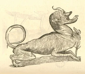 Ilustración de Canis monstroso capite de Historia de Monstruos de Aldrovandi, 1642