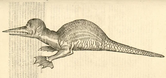 Ilustración de Draco marinus monophthalmos bipes de Historia de Monstruos de Aldrovandi, 1642
