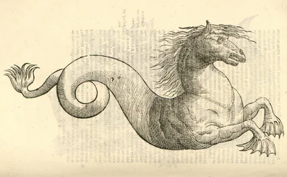 Ilustración de Equus marinus monstrosus de Historia de Monstruos de Aldrovandi, 1642