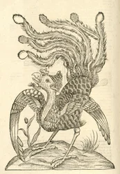 Ilustración de Gallus Indicus auritus tridactylus de Historia de Monstruos de Aldrovandi, 1642