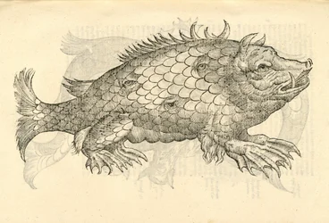 Ilustración de Monstrosus Sur marinus de Historia de Monstruos de Aldrovandi, 1642
