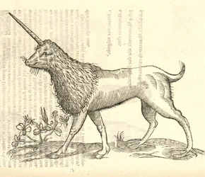 Ilustración de un Camphurch de Historia de Monstruos de Aldrovandi, 1642
