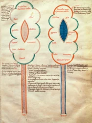 ms. ASPi, C.M. 15, c.4r Dos flores simbólicas, una página del Liber figuratum e le proemissiones gioachimitiche, de Joachim de Fiore (c.1135-1202)