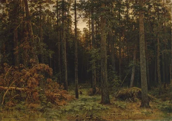 Pinar, 1885