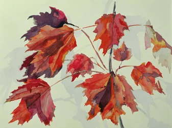 No.24 Hojas de arce en otoño