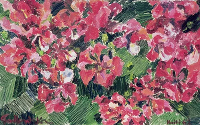 Rhododendron, 1962