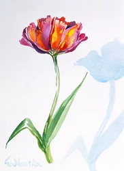 Tulipán