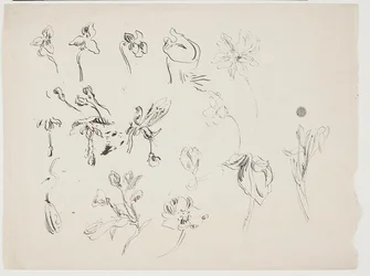 Bocetos de flores