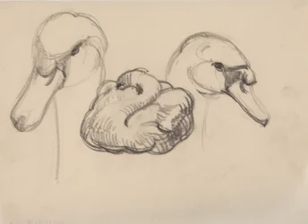 Cisne y cabezas de cisnes