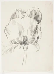 Amapola