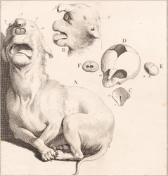 Un cachorro deforme