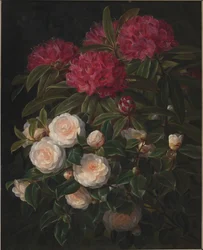 Camelias y rododendros