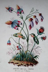 Frutas de China