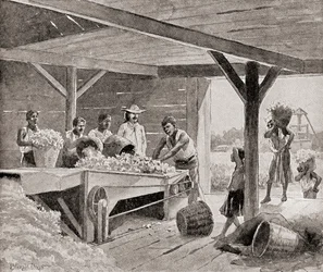 Esclavos trabajando con una desmotadora de algodón del siglo XIX en una plantación de un estado sureño de los Estados Unidos de América, de «The History of Our Country», publicado en 1905