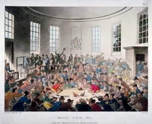«Real reñidero de gallos», 1808