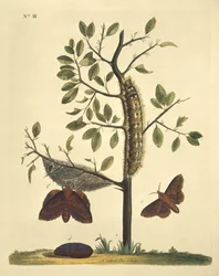 Mariposas, orugas y plantas: Lámina nº 111 de J. Dutfield