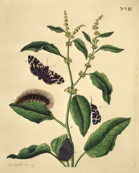 Mariposas, orugas y plantas: Lámina VIII de J. Dutfield