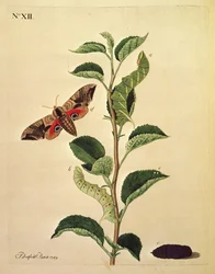 Mariposas, Orugas y Plantas: Lámina XII por J.Dutfield