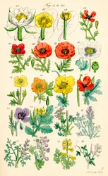 Página de ilustraciones en color de British Wild Flowers según una obra de J. E. Sowerby y C. P. Johnson