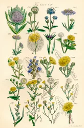 Página de ilustraciones en color de British Wild Flowers según una obra de J. E. Sowerby y C. P. Johnson