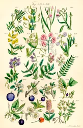 Página de ilustraciones en color de British Wild Flowers según una obra de J. E. Sowerby y C. P. Johnson
