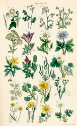 Página de ilustraciones en color de British Wild Flowers según una obra de J. E. Sowerby y C. P. Johnson