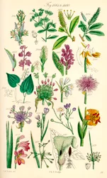 Página de ilustraciones en color de British Wild Flowers según una obra de J. E. Sowerby y C. P. Johnson