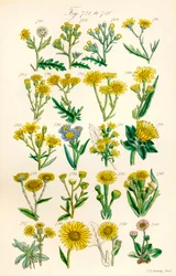Página de ilustraciones en color de British Wild Flowers según una obra de J. E. Sowerby y C. P. Johnson