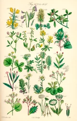 Página de ilustraciones en color de British Wild Flowers según una obra de J. E. Sowerby y C. P. Johnson