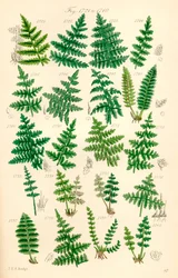 Página de ilustraciones en color de British Wild Flowers según una obra de J. E. Sowerby y C. P. Johnson