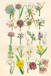 Página de ilustraciones en color de British Wild Flowers según una obra de J. E. Sowerby y C. P. Johnson