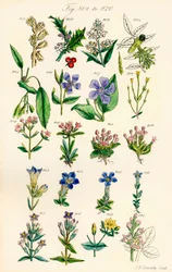 Página de ilustraciones en color de British Wild Flowers según una obra de J. E. Sowerby y C. P. Johnson