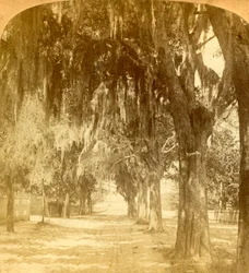 Entrada a San Agustín, Florida, EE.UU., 1901