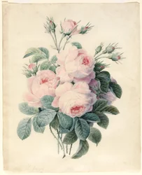 Rama de rosas centifolia