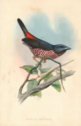Pytelia monteiri, mediados del siglo XIX