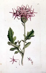 Gran Knapweed, de un volumen de "Botánica Inglesa" pub. 1790-1814