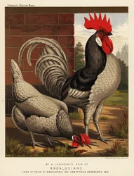Pollos andaluces