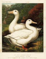 Patos de Aylesbury