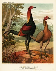 Aves de caza rojas de pecho negro