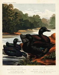 Patos East India negros y patos Cayuga negros