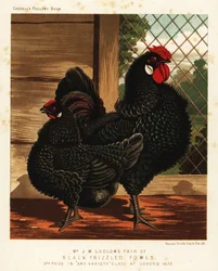 Ave negra rizada, gallo y gallina