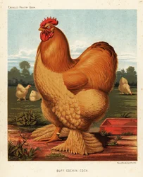 Gallo cochinchino leonado