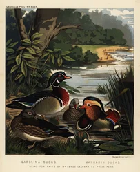 Patos de Carolina, Aix sponsa, y patos mandarines, Aix galericulate