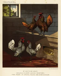 Gallo y gallina dorados y plateados