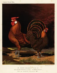 Hamburgesa de lápiz dorado