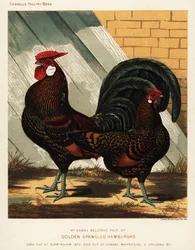 Gallo y gallina de Hamburgo moteados de dorado