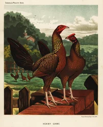 Aves de caza Henny o Hennie